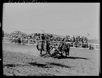 Floyd Baze Steer Wrestling