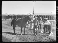 Q.H.  Horse colt '56 "Smarty Cat" - Neil M. Fry, Burwell, Neb