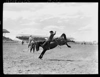 Bob Wegner on Thistle Dog