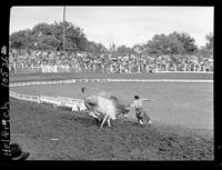 Pete Jones Bull Fighting