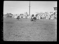 Ernest Mann Calf Roping