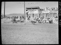 Sherman Sullins Calf Roping