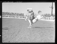 Bill Kipp on White Pelican