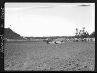 Harley May Steer Wrestling