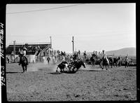 Dee Whittington Steer Wrestling