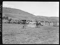 Vic Didra Calf Roping