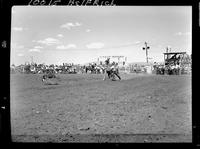 Don Johnston Calf Roping