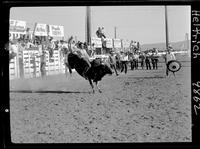 Bill Eisle on a Brahma