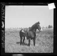 John Hatley & horse