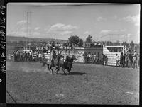 Bill Dygert Steer Wrestling