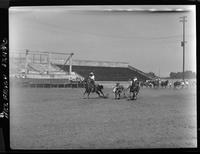 Lynn Sheppard Steer Wrestling