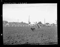 Bill Hogue Calf Roping