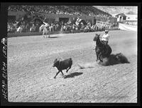 Gene Pederson Calf Roping