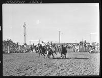 Junior Muzio Steer Wrestling