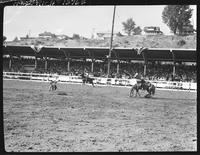 Don Posey Calf Roping