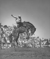 [Cowboy saddle bronc riding]