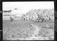 Dean Oliver Calf Roping