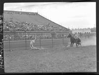 Leonard Saye Calf roping