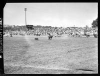 Norris patton Calf Roping