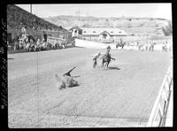 Herb Doentz Calf Roping