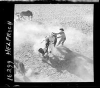 Wild Horse Race (Buddy Peak) (Thursday)