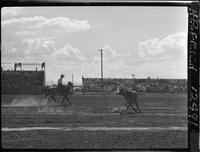 Buddy Neal Steer Roping