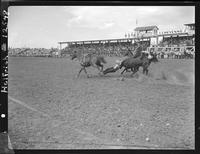 Barney Willis Steer Wrestling