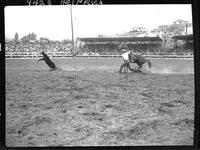 Kildee Herring Calf Roping