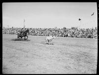 Lawson Fore Calf roping