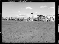 Bill Steppe Calf Roping