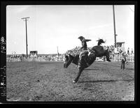 Benny Reynolds on Black Boss