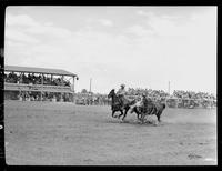 Homer Pettigrew Steer Wrestling