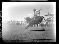 Bob O'Hara on a Bull