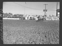 Ben Johnson Calf Roping