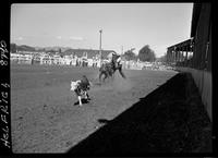 Chuck Sheppard Calf Roping