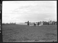 George Berg Steer Wrestling