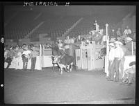 Steer Wrestling and Chute Gate pics  (8 negs)