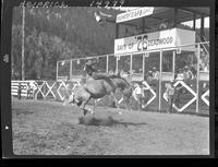 Benny Reynolds on Golden Pheasant