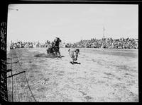 Gordon Davis Calf Roping