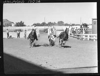 Ellie Lewis Steer Wrestling