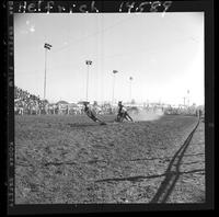 Dan Taylor Calf Roping