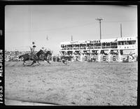 Austin Johnson - Jack Storjohann Team Roping