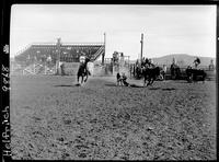 John Scott Steer Wrestling