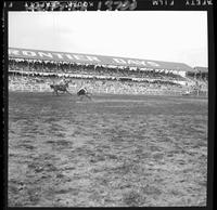 Joe Crow Jr. Steer Roping