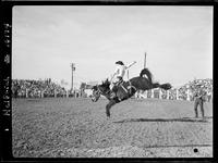 Blocky Rutherford on Brown Jug