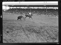 Shoate Webster Steer Roping