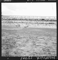 John Pogue Steer Roping