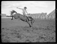 Bob Robinson on Bear Track (Brookman)