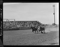 Harley May Steer Wrestling