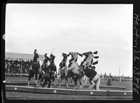 Bill Buschbom horses